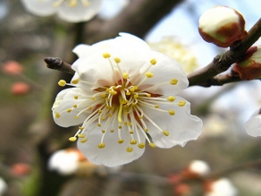 山梅花