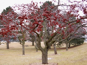 亞力紅果