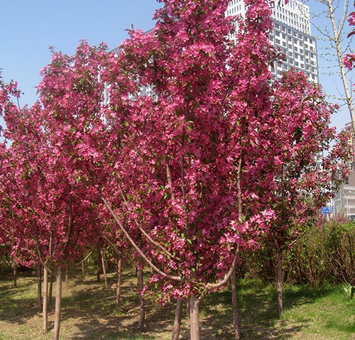 園林觀賞樹(shù)